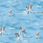 Giấy Dán Tường Giá Rẻ A+A 8014-1