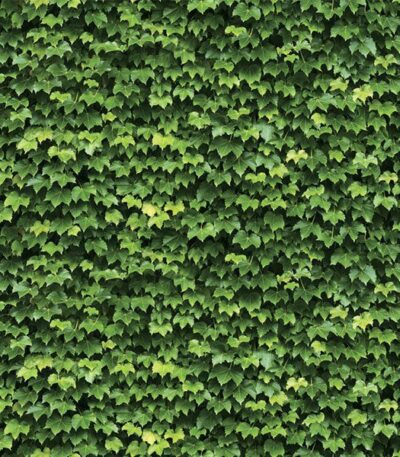 Giấy Dán Tường Hàn Quốc Natural 88422-1