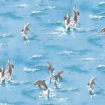 Giấy Dán Tường Giá Rẻ The One 6836-1